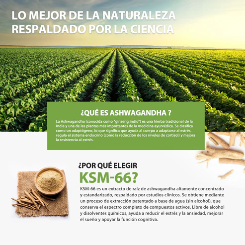 ASHWAGANDHA WINDBOSS KSM 66 - Imagen 2